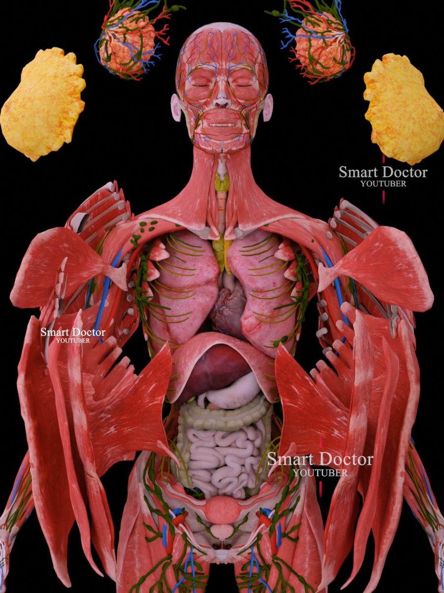 #TikTokAwards  Unveil Your Body's Secrets | Best Female Anatomy Video ✨🫀 . . The human heart is a vital organ that pumps blood throughout the body, supplying oxygen and nutrients while removing carbon dioxide and waste products. Here are some key points about the human heart: Anatomy: The heart has four chambers: two upper atria and two lower ventricles. The right side pumps deoxygenated blood to the lungs, while the left side pumps oxygenated blood to the rest of the body. Valves: There are four main valves (tricuspid, pulmonary, mitral, and aortic) that ensure unidirectional blood flow through the heart and prevent backflow. Circulation: The heart is part of the circulatory system, which includes the pulmonary circuit (to and from the lungs) and the systemic circuit (to and from the rest of the body). Electrical System: The heart has its own electrical system, including the sinoatrial (SA) node, which acts as the natural pacemaker, regulating the heartbeat. Health: Maintaining heart health is crucial, as cardiovascular diseases are leading causes of morbidity and mortality. Lifestyle factors such as diet, exercise, and avoiding smoking play a significant role in heart health. . . . #anatomy #anatomi #anatomia #anatomía #cardio #pulmonaryhypertension #heartanatomy #3danimation #cardiology #meded #education #3dmodel #smartdoctor1 #medtech #pharma #medstudent #vray #doctor #माहवारी #月経 #임신 #妊娠 #medicina #pregnant #pregnancy #baby #heartdisease #해부학 #해부 #anatomíahumana