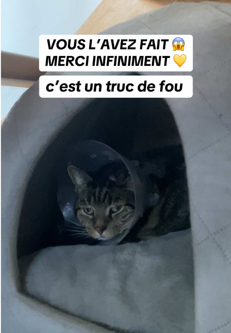 - MERCI 1000 FOIS 💛 C’est dingue tout cet amour et ce soutien pour Inox 🫶🏼 #flavienalexzander #inox #veterinaire #cagnotte 