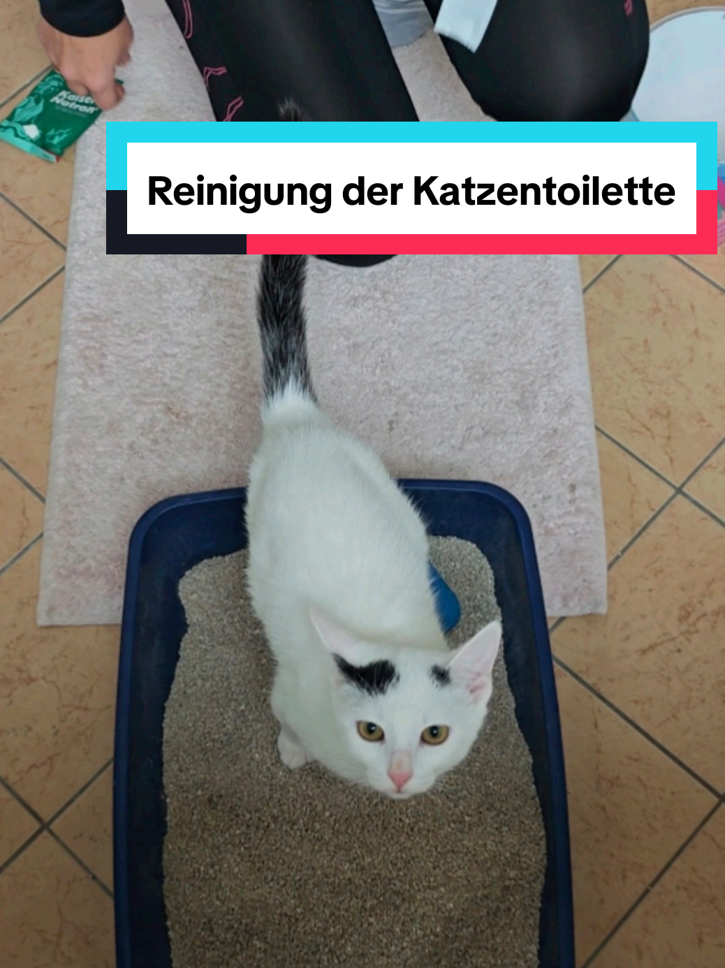 Reinigung der Katzentoilette. Natron im Katzenklo. #kitty #kitchen #katze #mitzimeau #katzen #cats #katzenklo #kitten  #clean #CleanTok #asmr  #asmrsounds  #asmrsound #litterbox #reinigen #sauber  #cleaning #cleaningtiktok  #catsoftiktok #smartcatlitterbox #asmrvideos #cleantok #asmrvideo 