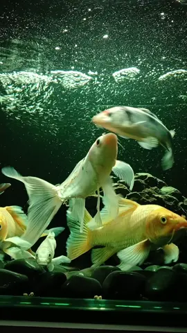 Pani muni Macha #aqua #fish #panimunimaxapanimunimaxa🐟🐠🐟🐠mero #fyp #foryoupage #tiktoknepal 