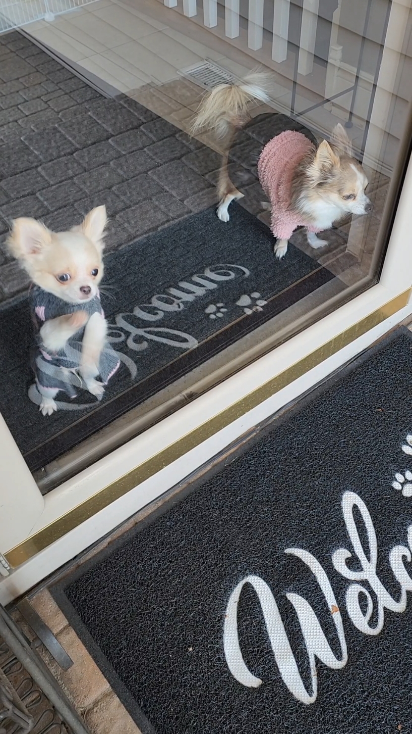 Run#604 #frannielife #FranDan  #graciebeane #postmandan #usps  #cutepuppies #puppytiktok  #longhairedchihuahuas #puppy #frannieandthebeane #chihuahuas 