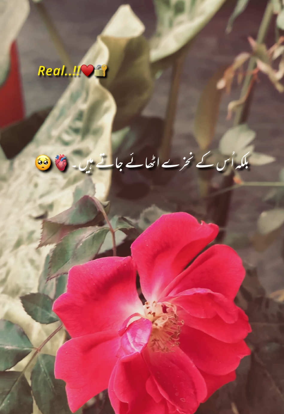 اُس کے نخرے اٹھائے جاتے ہیں۔🫶🏻🫠 #fyppppppppppppppppppp #fyppppppppppppppppppp #fyp #unfrezzmyaccount #views #viral #foryou