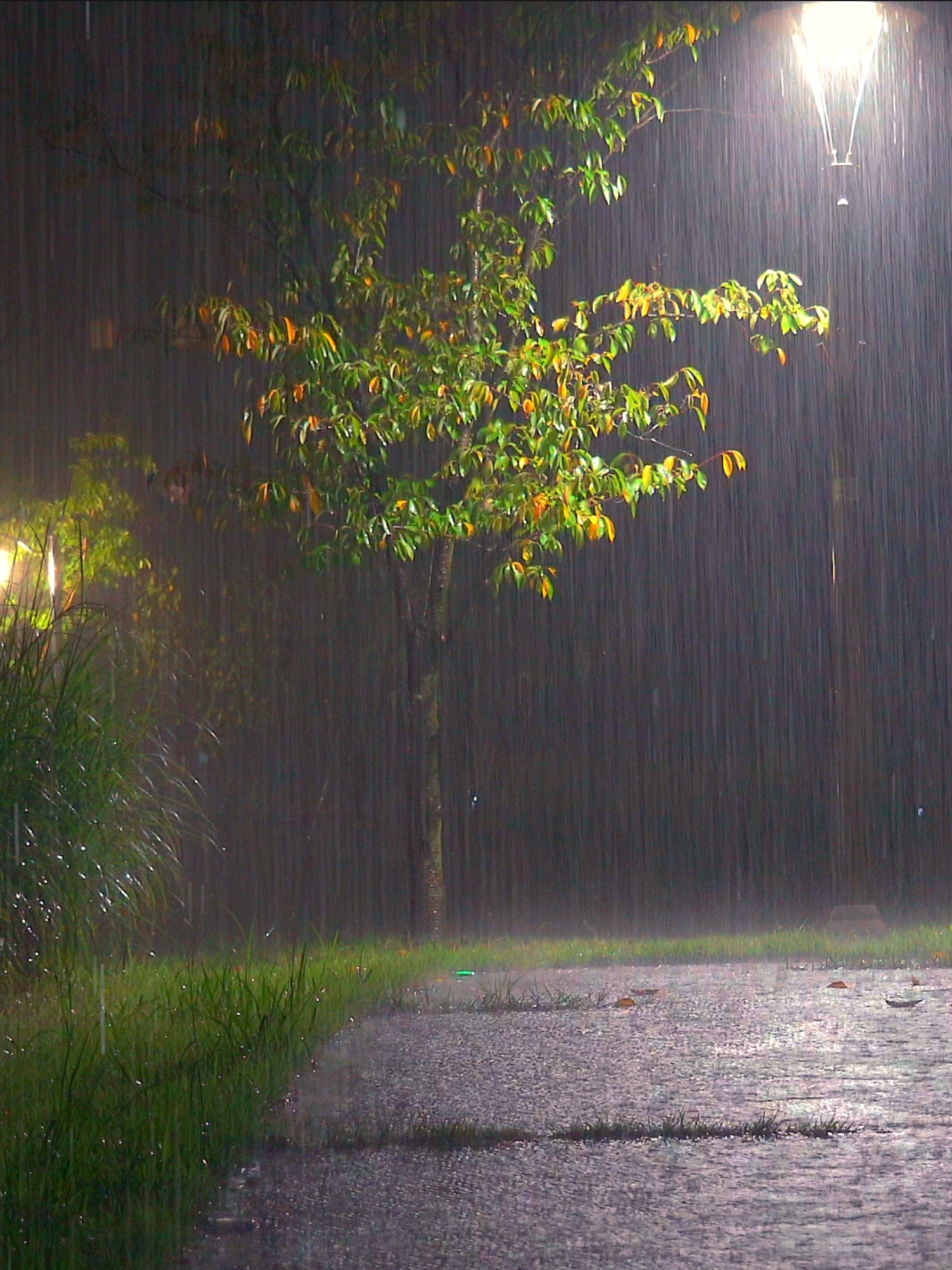 Powerful Heavy Rain and Thunder Sound at Night to Good Bye Insomnia, ASMR Relax Sleep #rain #rainsounds #rainsoundsforsleeping #whitenoise #relaxingvideos #asmr #sleeping #rainydays #relax #rainsound #calming