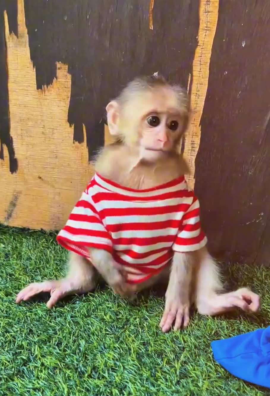 The funny baby monkey #monkey #monkeys #monkeysoftiktok #monkeydluffy #monkeybaby #monkeyface #cute #babymonkey #cutemonkey #cuteanimals #viralvideo #poor #rescue #fyp #stuck #pet #usa🇺🇸 #animals 