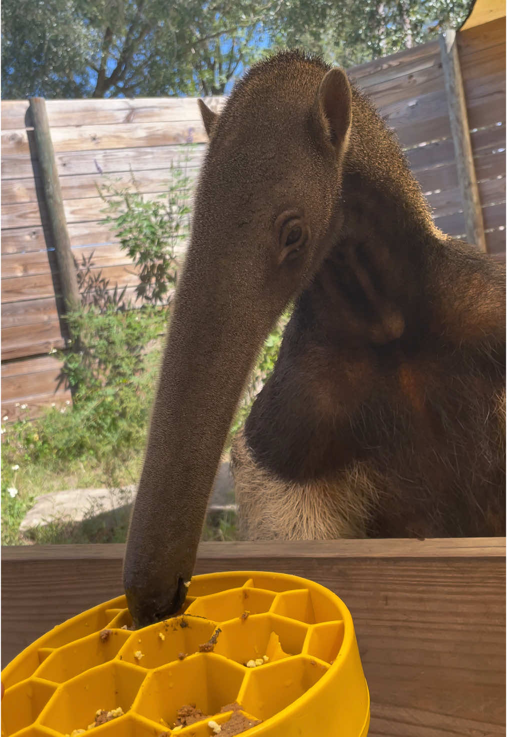 What a majestic snoot 👃🏽 #foryou #fyp #borzoi #bumination #anteater 