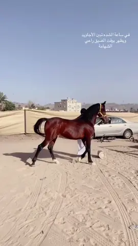 فخر الله يبارك فيه 🙏🏻. #مشاءالله_تبارك_الله #الشعب_الصيني_ماله_حل #خيل_وخياله🐎 #تصلال #اشواط #نجران #سبقات_خيل_السرعه #مالي_خلق_احط_هاشتاقات #الشعب_الصيني_ماله_حل😂😂 #สโลว์สมูท 