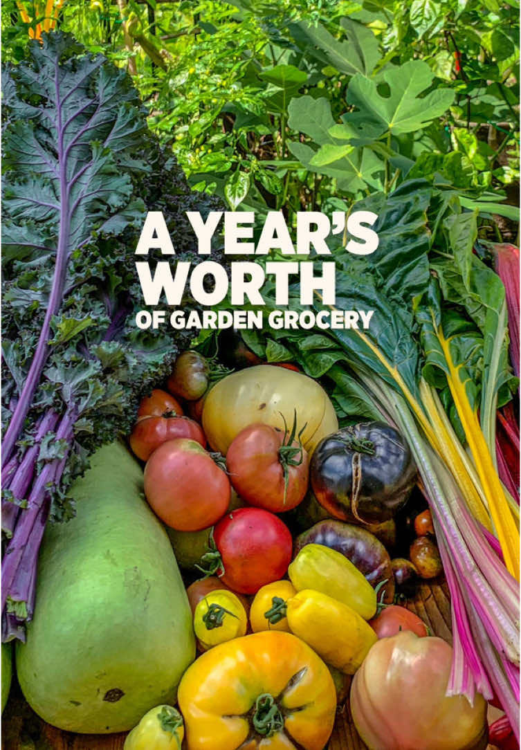 Embarking on a journey to grow a year’s worth of food involves thoughtful planning and effective use of space. You can optimize your garden area by interplanting, growing in succession and growing vertically, allowing you to cultivate more crops in smaller spaces.  By adopting sustainable gardening practices and growing your own food, you can relish the advantages of a fresh, nutritious garden buffet right in your backyard. This not only brings a sense of self-sufficiency but also encourages a healthier and more sustainable lifestyle. 🌱🛒 #gardengrocery #selfsustainability #daily #fypシ゚ #gardentok 