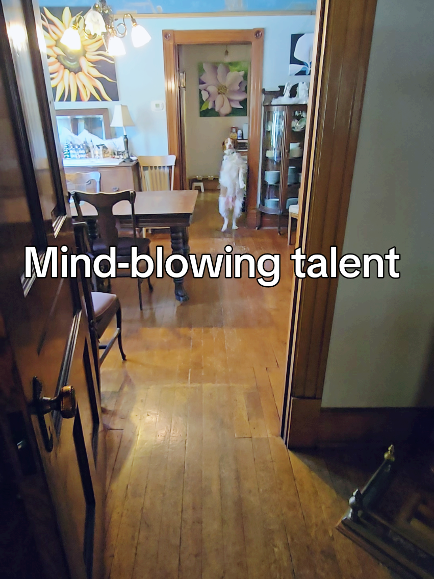 Mind-blowing talent alert 🤯 This dog knows where to find love, treats and will do anything to get both! #funnydogvideos #humordog #humormemes #funnymoments #funnydogs #funnydogsoftiktok #dexterdogouray 