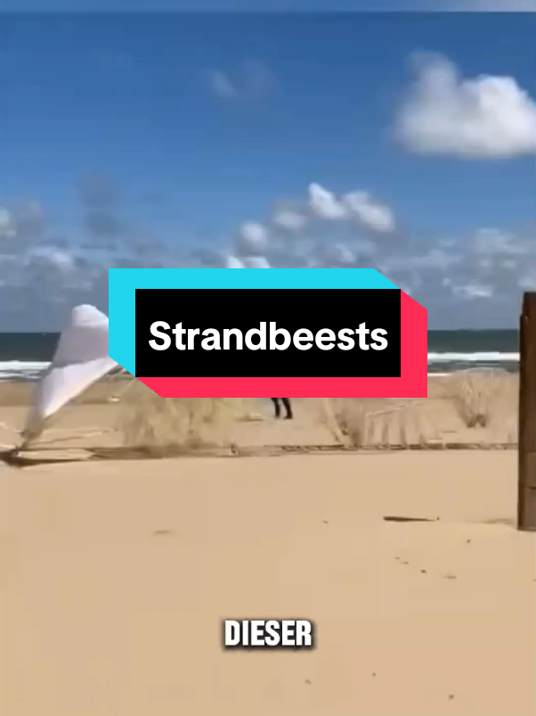 Theo Jansen, der Schöpfer der Strandbeests, zeigt, wie Kunst Leben verändern kann. #Kunst #Innovation #Strandbeests 