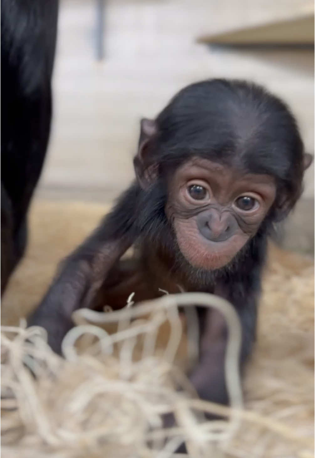 Daisy the bonobo is almost 4 months old. Bonobo babies typically stay with their mothers for about 4 to 5 years, though their bond remains strong well beyond that. #animalsoftiktok #cuteanimals #cincinnatizoo #zookeeper #bonobo #primate 