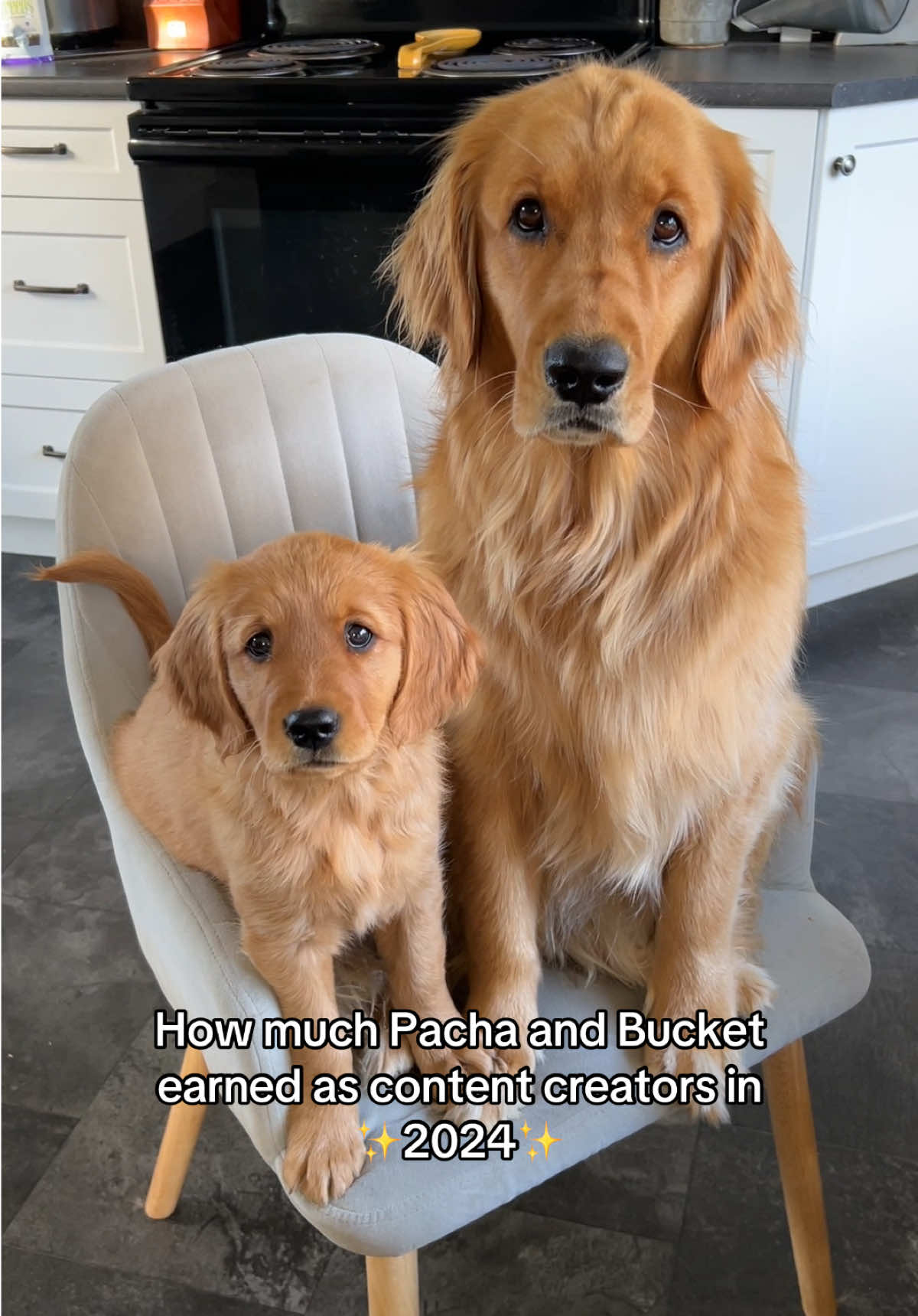 FAQ’s below 🐶🫶🏼 This is our 3rd year creating content and our 3rd year of practicing ✨Pay Transparency✨ with the goal of helping others feel more confident posting and charging their worth! 👏🏼💸 1. This is my gross annual income (before taxes) from social media revenue streams.  2. I do have to pay taxes on my dogs income unfortunately 😂 (and we’re Canadian so it’s a lot) 3. Since we’re Canadian, we don’t make any money from views (I make $0 from TikTok)  4. 99% of the income was earned from brand deals (most of my time is spent responding to emails 💌) 5. The majority of our paid campaigns are from Instagram (occasionally TikTok/YouTube) 6. We focus on building relationships with brands we love and pursuing long-term partnerships (the only form of job security in this industry 😅) 7. Year 1 I earned less than $5k and year 2 I made just over $50k — so it can be very unpredictable, but there’s tons of room for income growth!  8. Consistency really is key, so always post what YOU love and what brings you joy, cause that’s the only way to truly stay consistent in the long run 🫶🏼 I hope this inspires more people see what’s possible and not be scared to post what they love! Thank you all so much for the love and support you show our sweet pups, we’re forever grateful 🥹💛