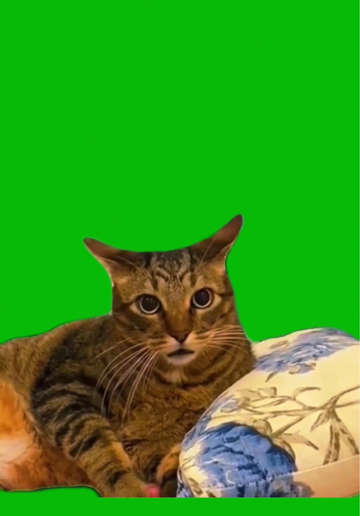 Cat Wake Up meme green screen capcut template #catmeme #catmemes #sleepy #wakeup #animalmeme #CapCut 