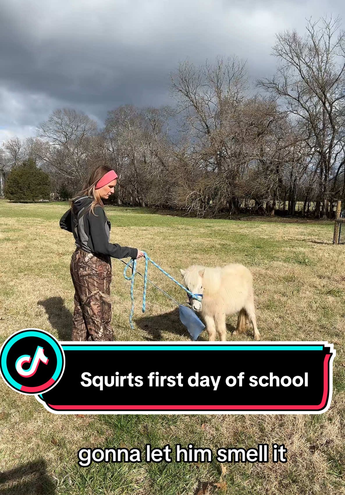 Starting with the basics! So excited for Squirt and how eager he is to learn! #minihorse #horse #minkfarm #farm #farmlife 