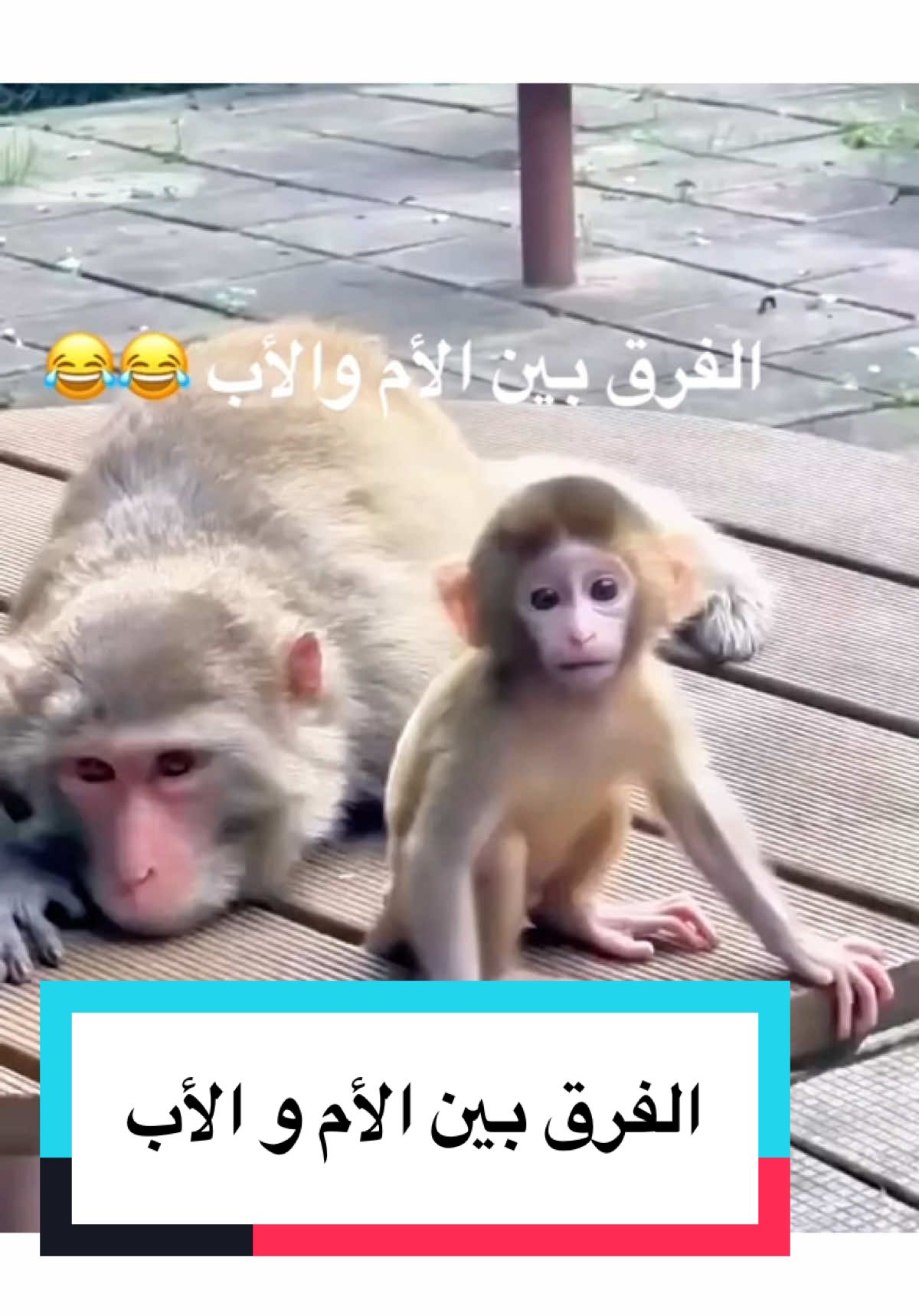 الفرق بين الأم و الأب 😂#brazilianfunk #phonk #brazilianphonk #fistudio #humor #humour #rire #animeaux #الشعب_الصيني_ماله_حل😂😂 #ضحك #ضحك_وناسة 