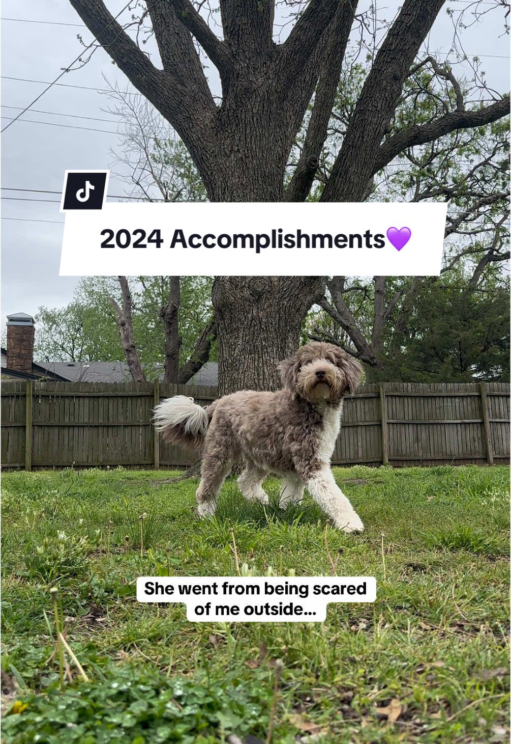 I guess these are actually her accomplishment’s but they make me just as happy ❤️  #dog #rescuedog #learningtodog #2024accomplishments #2024 #whatididthisyear #cutedogs #fyp 