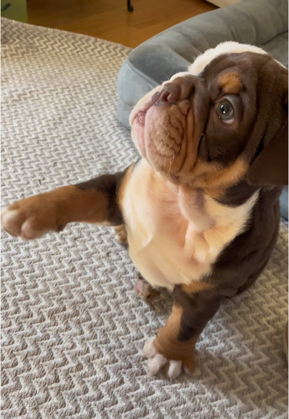 Tik tok, meet Mr. Biggs! #englishbulldog #bulldog #puppy #puppytiktok #bulldogsoftiktok 