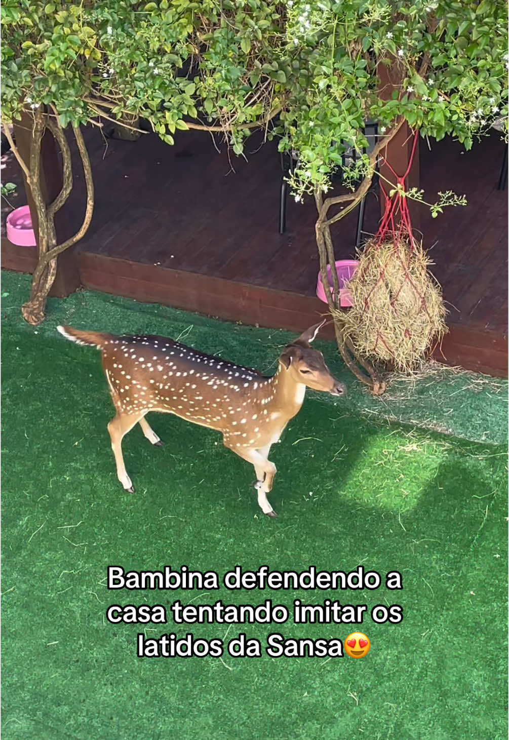 É um cachorrinho ou um Bambi? Bambina defendendo a casa do cachorrinho vizinho, tentando imitar os latidos da Sansa! #bambina #cervo #cervoaxis #deer #fyp 