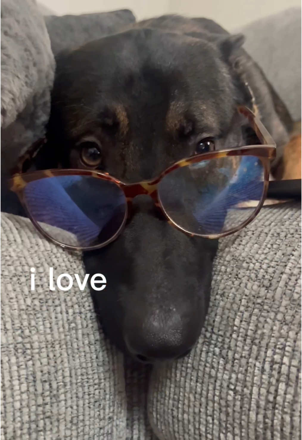 i love <3 #belgianmalinois #sillygoose #malinois #goofydog #dogsoftiktok #CapCut 