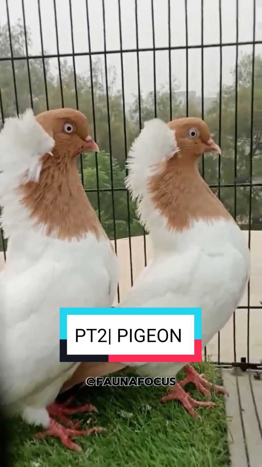 PT2| 🕊️ PIGEON 🕊️ 1- NUN 🇩🇪🇳🇱 2- ORIENTAL FRILL 🇹🇷 3- ENGLISH MAGPIE 🇬🇧 #animals #pigeon #bird #pet #fauna #animalsoftiktok #fyp 