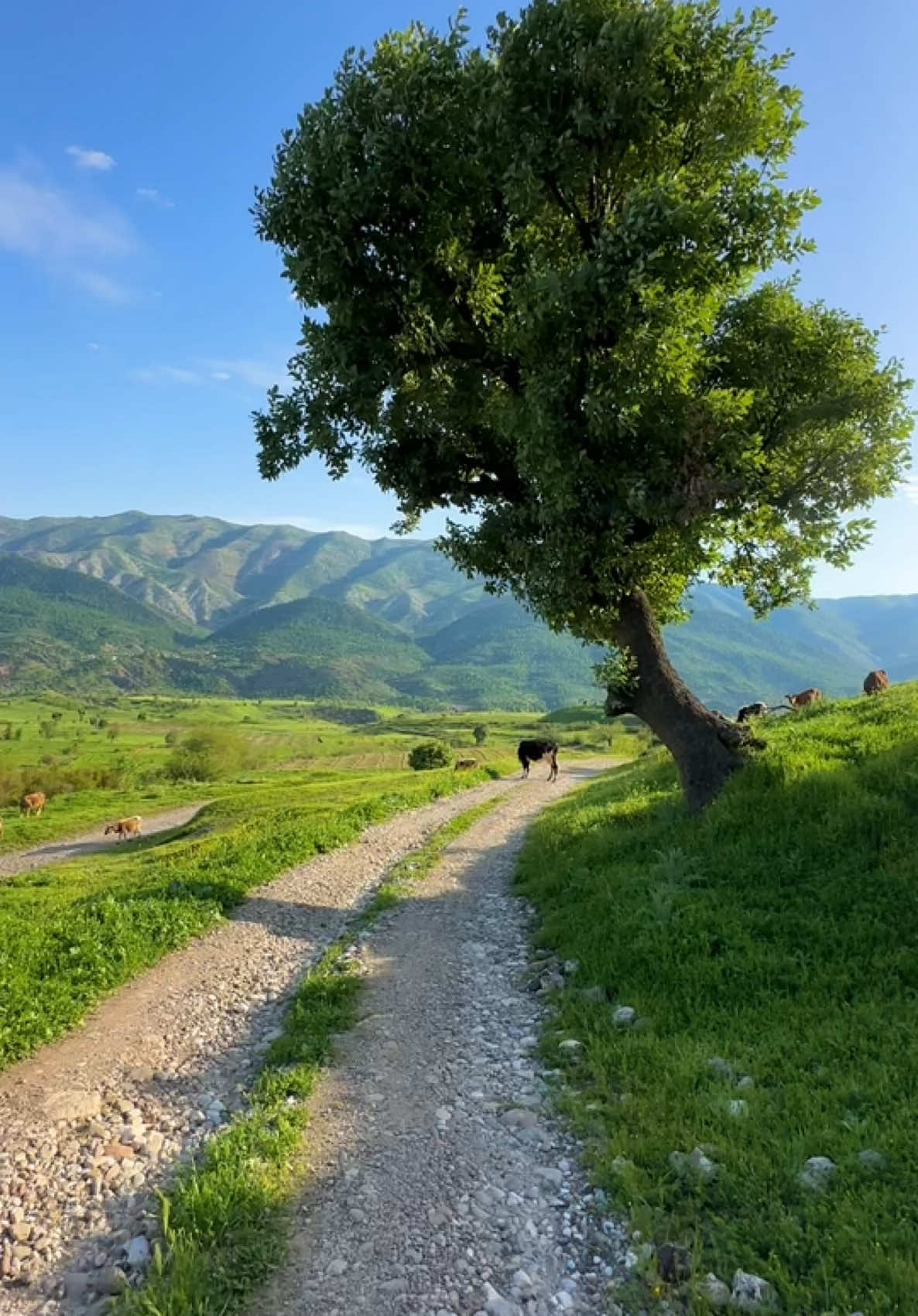 mashallah 😍💚#fyp #viral#اجواء_الشتاء #ابها #spring #natural #nature #photography #kurdistan #fypシ 