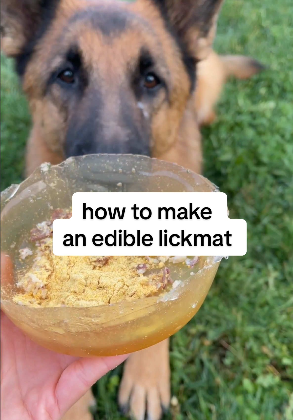 how to make an edible lick mat/bowl for your dog 👇  ✨ coat a bowl / mold in olive oil  ✨ mix together water and beef gelatin ✨ move the mixture around in the bowl until it hardens/becomes jelly like. if not hardening stick in fridge for a few hours!  ✨ remove from the bowl and top with your dogs favorite snacks! You can try spreading peanut butter, pumpkin, or just using it as a dish for their meals!  save this recipe to try later 🤗  #dogenrichment #homemadedogtreats #dogfood 