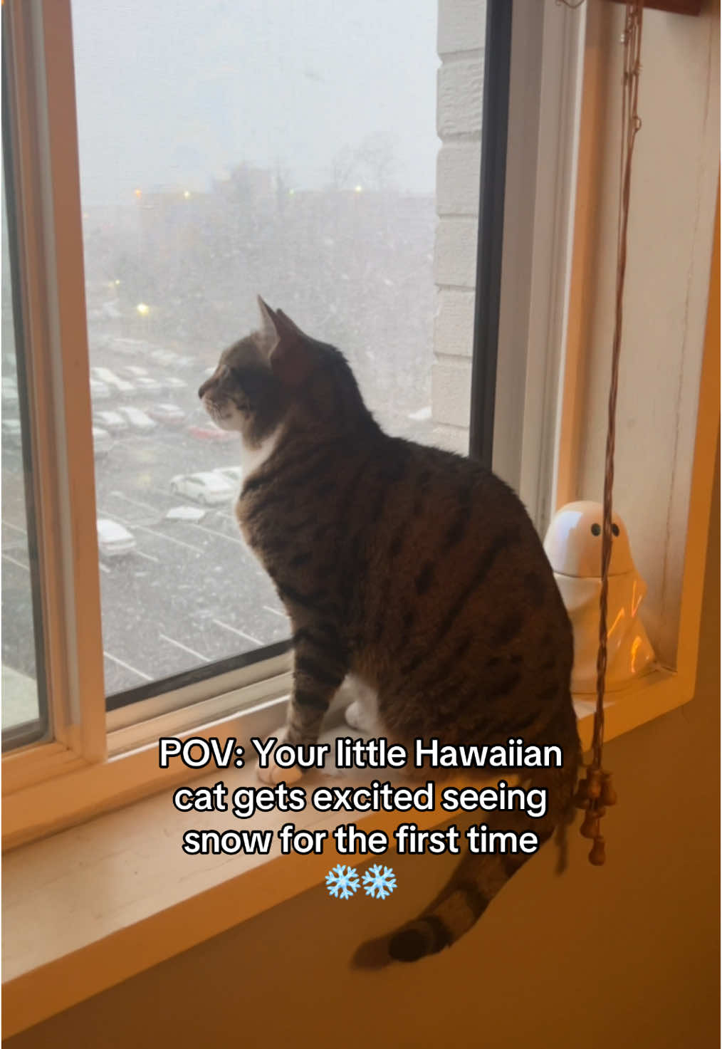 She doesn’t know what’s happening 🥹❄️ #cats #catsoftiktok #catmom #cat #cutecats #catvideo #cutecat #furbaby #furbabies #hawaii #hawaiian #snow 