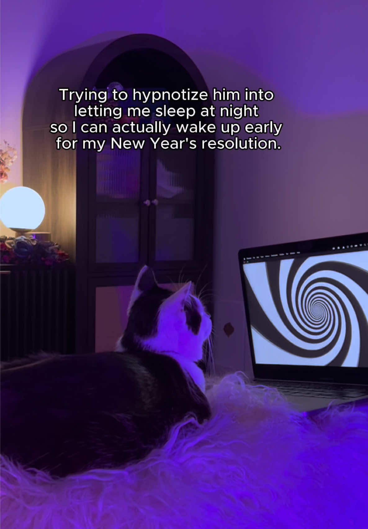 A pet parent can dream right? 💤💤 #WellnessPetFood #Cats #CatTok #Hypnotism 