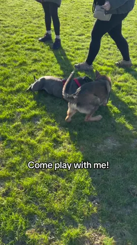 Play time with some pals #staffy #staffordshirebullterrier #staffies #staffie #staff #staffysoftiktok #puppy #puppies #fyp 