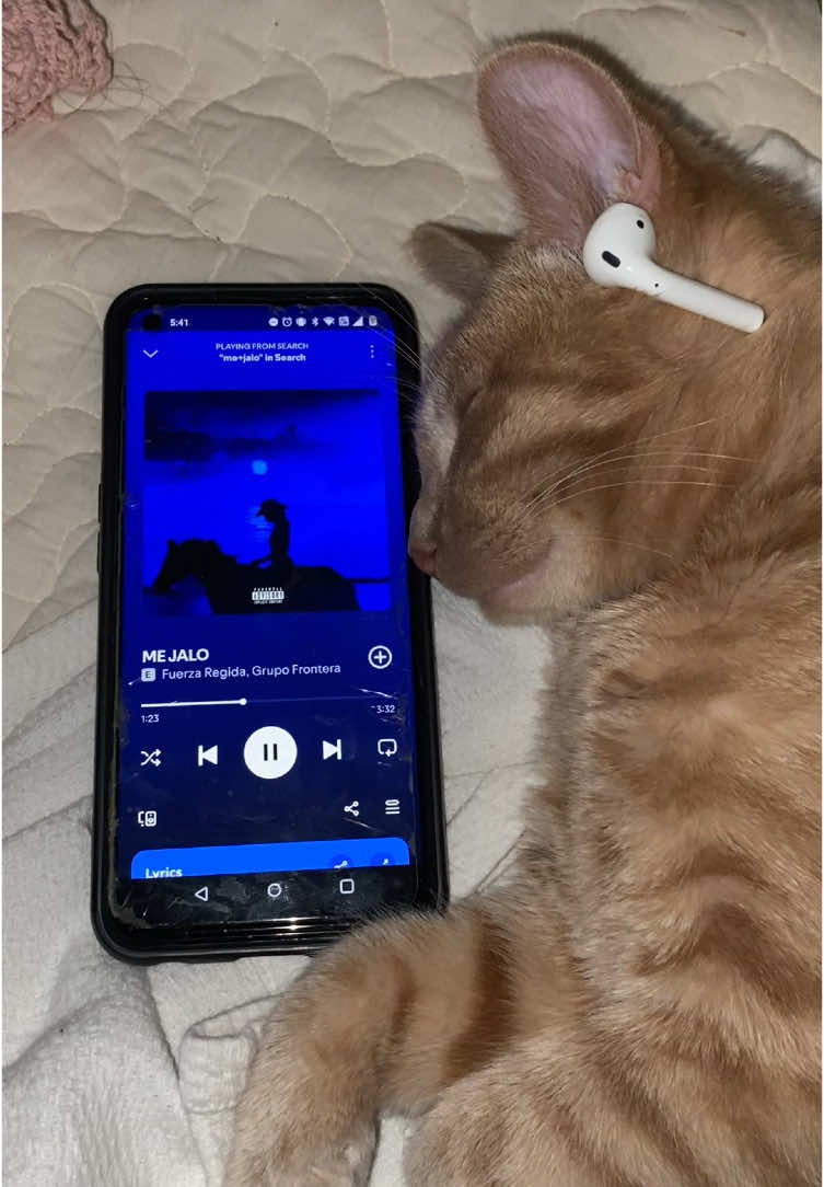 Michi’s Playlist @Fuerza Regida #mejalo #cats #catsoftiktok #gatos #gatosdetiktok #fuerzaregida #malamia #