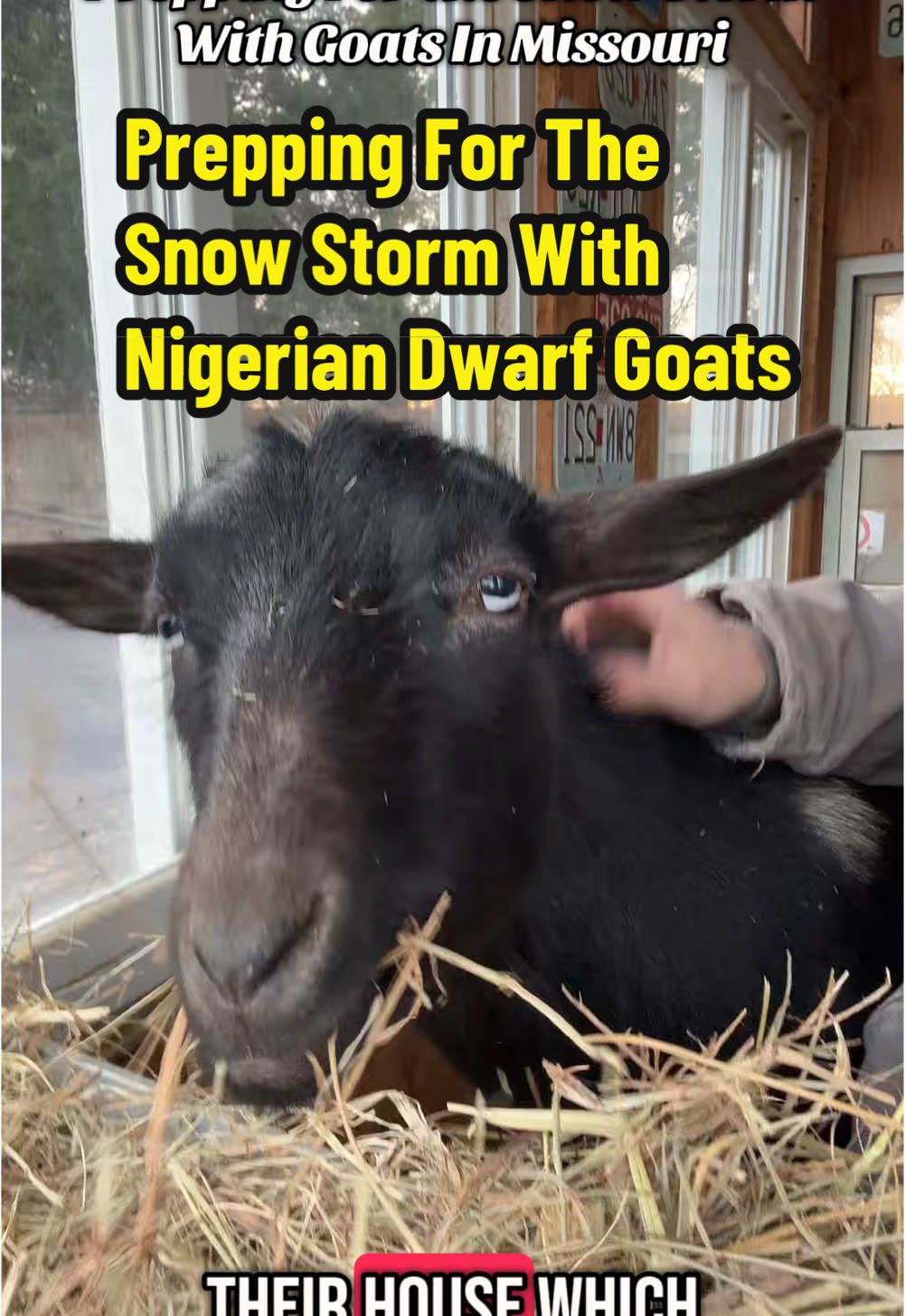 Prepping For The Missouri Snow Storm in 2025 With Nigerian Dwarf Goats #creatorsearchinsights #kidsonkerth #fyp #goats #farmanimals #farmlife #goatsoftiktok #nigeriandwarfgoats #winter #winterstorm #missouri #missouriweather #snowstorm #midwest goat pet, Nigerian dwarf goat, pet goat, Missouri snow storm 2025, snow storm 2025, Missouri snow