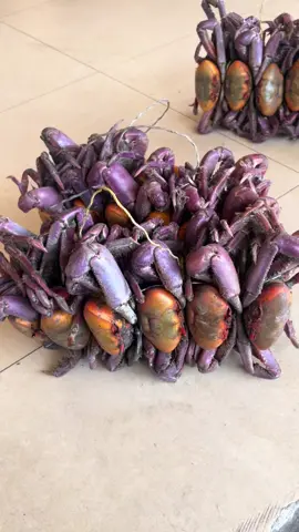 Crabs 🦀 In Zamora #offgrid #homestead #town #travel #crabs 