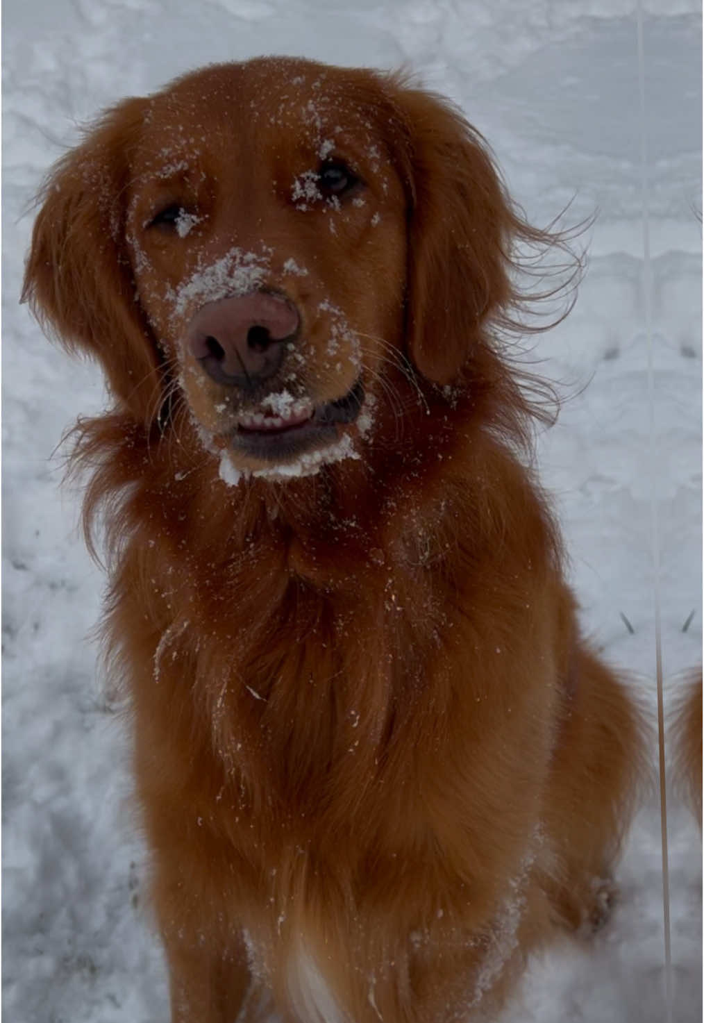 The struggle is real Apple Photos and AI.  #goldenretriever #river #therapydog 