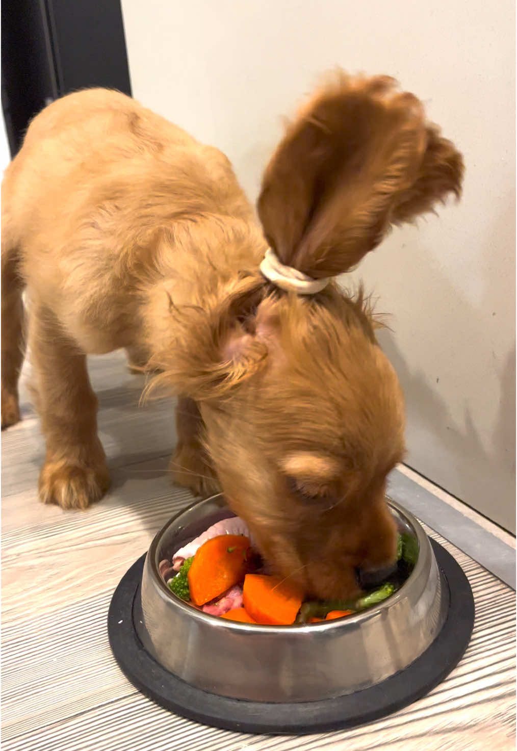 Tiene ploteína, tiene vitamina🍗🥦🥕 #cockerspaniel #cockerspanielpuppy #puppy #alimentacioncachorros 