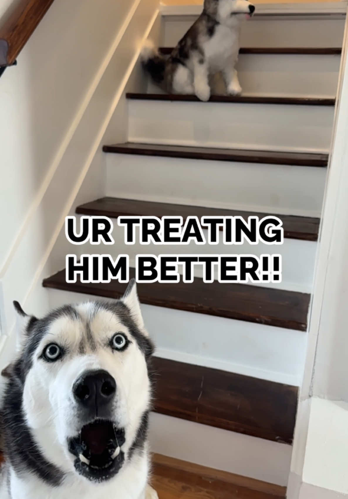 Huskies don’t understand rules 🤣 #huskies #mydog #mypet #doggo @Petsies twin