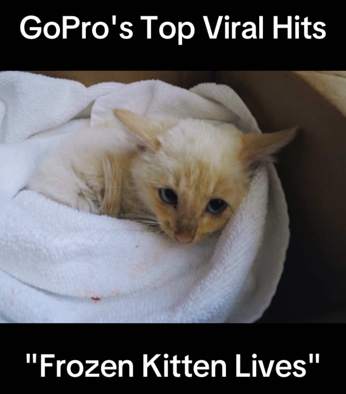 On a cold Thanksgiving morning, Branden Bingham and his family stumbled upon a seemingly frozen kitten buried in the snow. In an attempt to save his life, they rushed inside and began performing CPR on the lifeless cat.