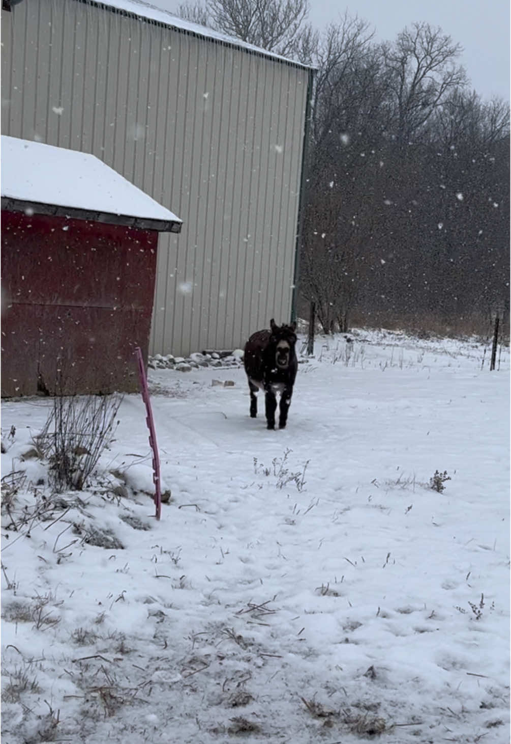 I did in fact come back with his dinner! This boy has never missed a meal! #fyp #henry #boggsfunnyfarm #donkeyoftiktok #fypシ #donkey #treats 