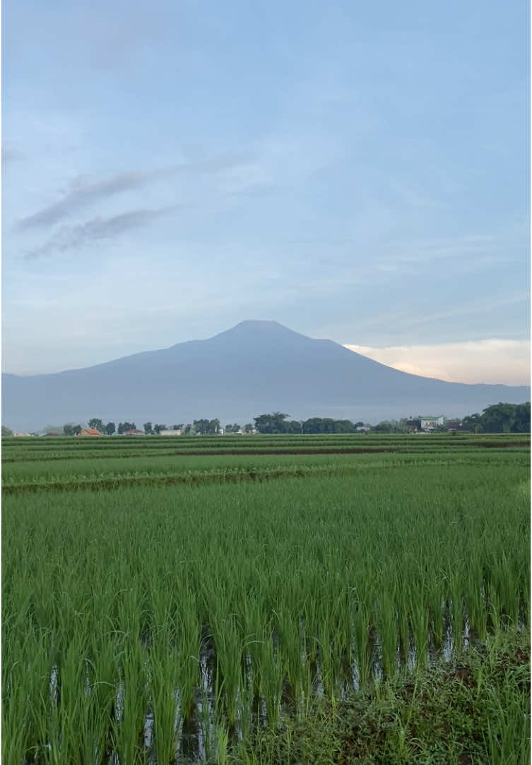 Salah satu Desa di Kecamatan Kalimanah, Ada yang Tau di Mana? #purbalingga #fyp #estetik 