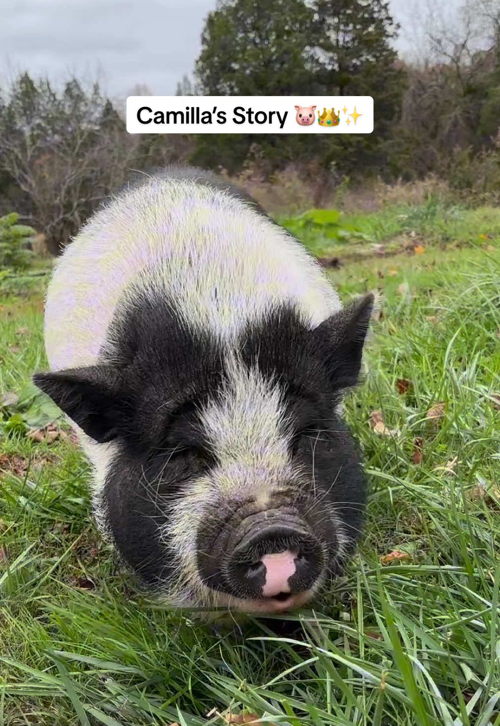 Meet Camilla. 👑🐖 Once limited by her weight and struggles, this sweet queen now rules the farm, living her best life and showing us the power of rescue. ✨ At Flying Pigs Sanctuary, Camilla received the care, love, and freedom she deserves—strutting her curly tail with pride and confidence. 🐾🧡 Her #rescuestory matters, and we thank Amy at Flying Pigs Sanctuary for sharing it with us. 🐷✨ #pigrescue #rescuepig #petpig #animalrescue #adoptionstory #pigsoftiktok #hopecore #rescuelove #potbellypig #piggy #fyp #pigtok 