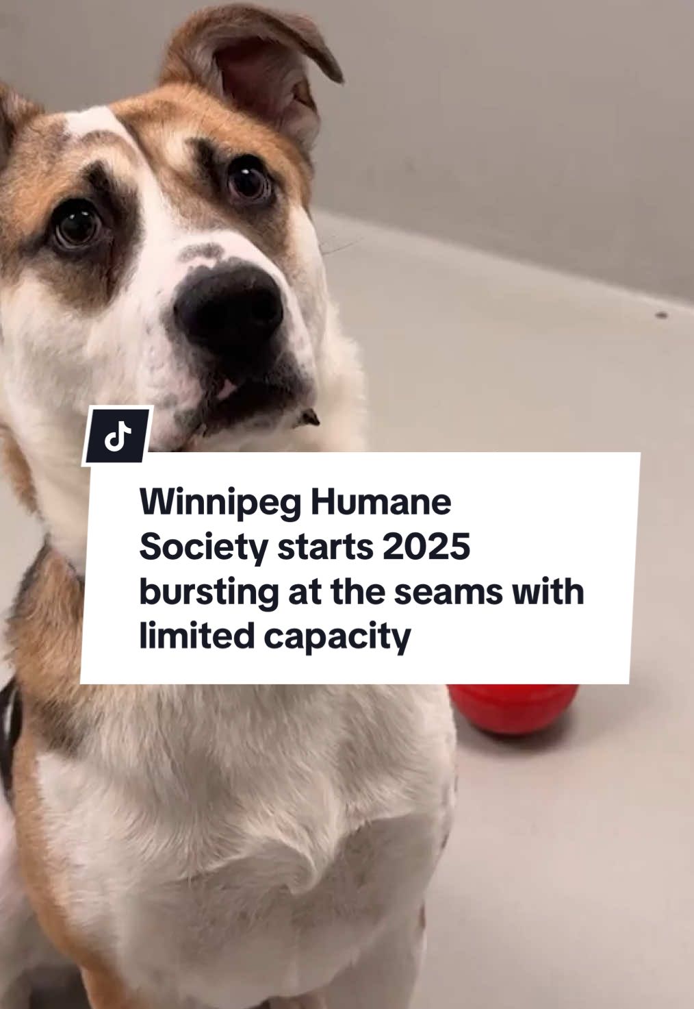 Even though more animals than average were adopted in 2024, the rising cost of caring for pets is forcing some owners to give them up. #winnipeg #mb #pet #pets #petadoption #cat #dog #animal