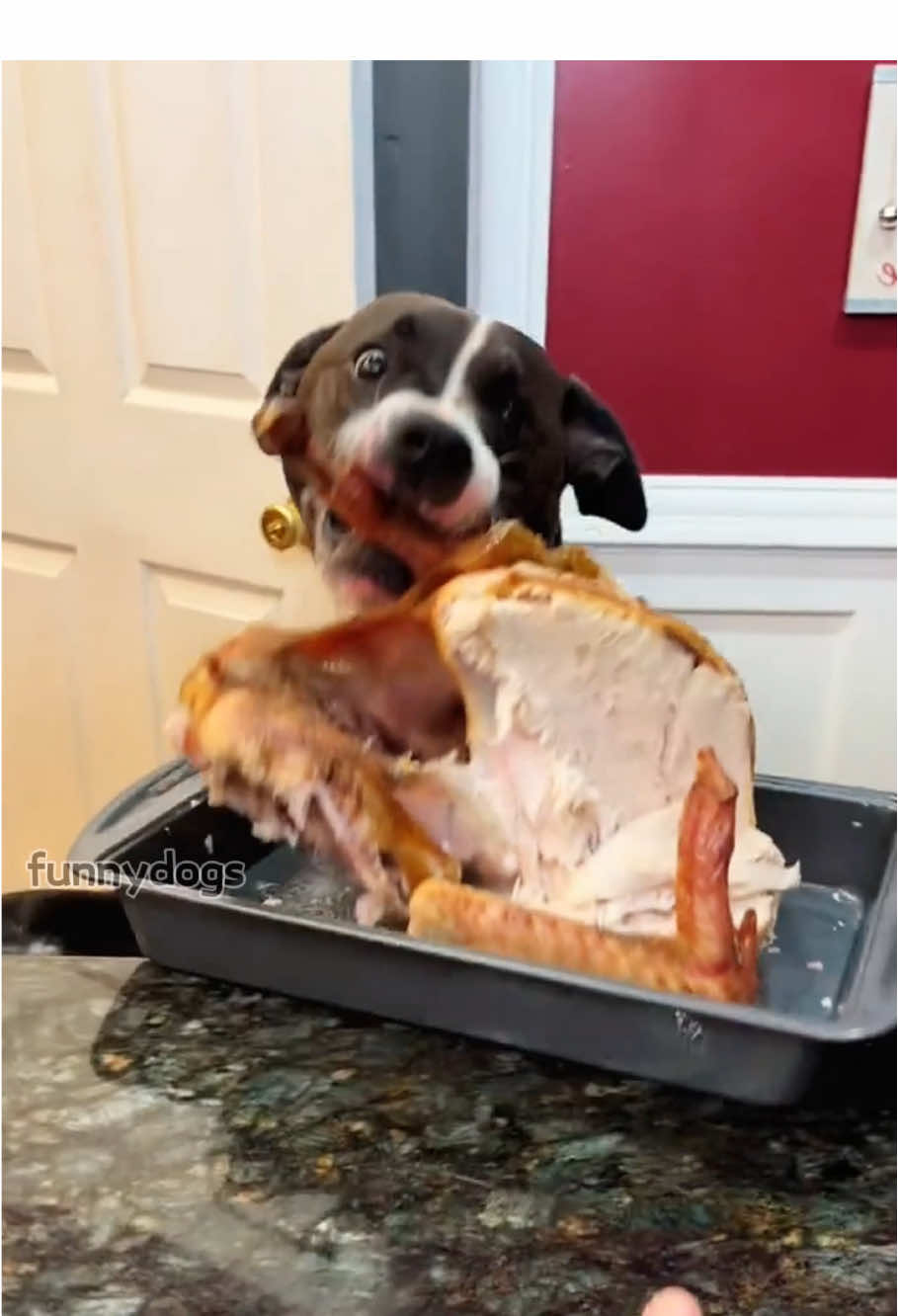 Dog caught eating by owner#dog#funny#funnyanimals#funnypets#animals #dogsofttiktok #pet #foryou #longervideos 