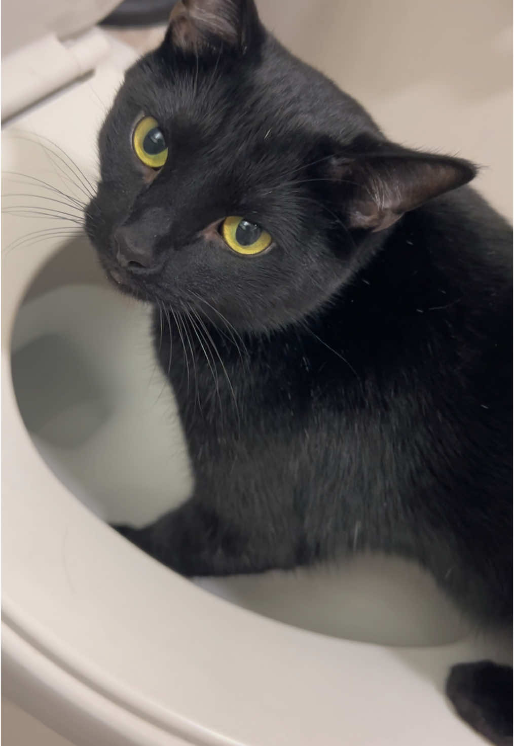 Luca likes potty waters too!!!!! #blackcat #cat #cats #catsoftiktok #cattok #catlover #catmom #blackcatsoftiktok #luca #pet 