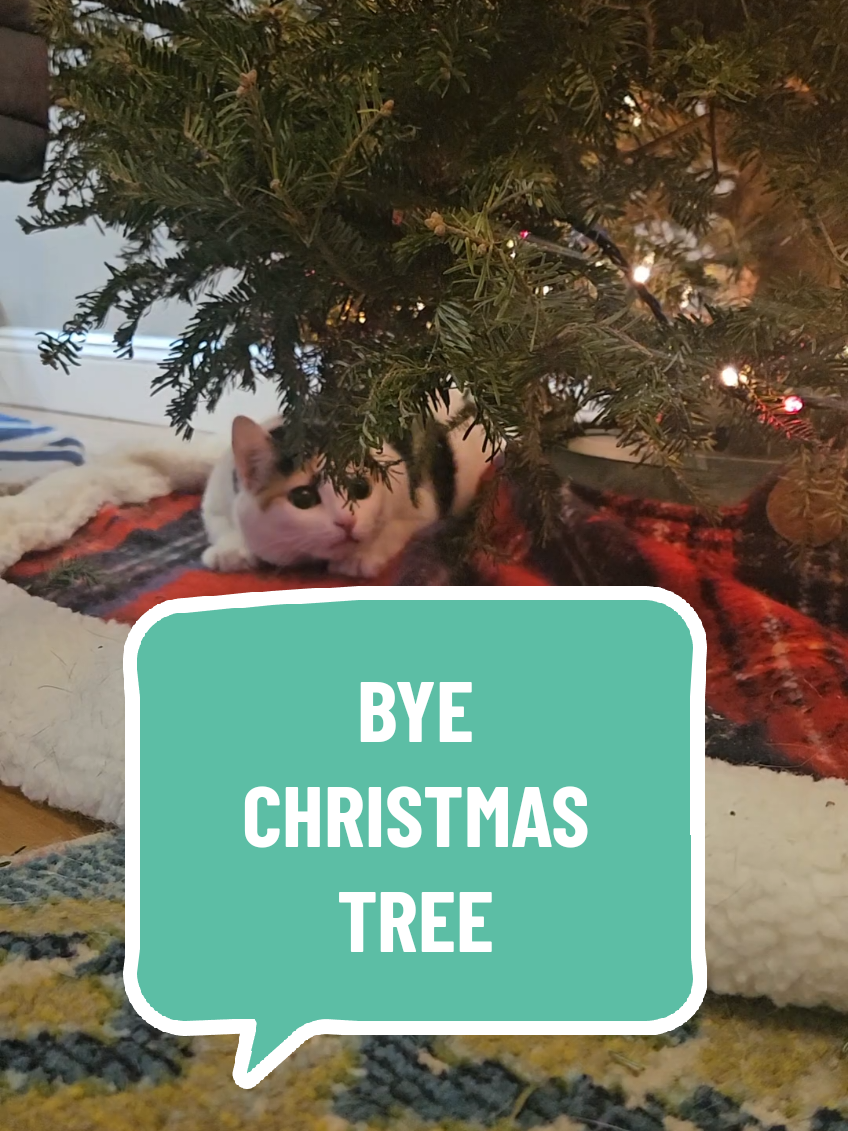 Anyone else's cat upset about taking down the Christmas tree or just mine? 🐈🎄 #catsoftiktok  #christmastree #christmas #christmascleanup #untilnextyear 