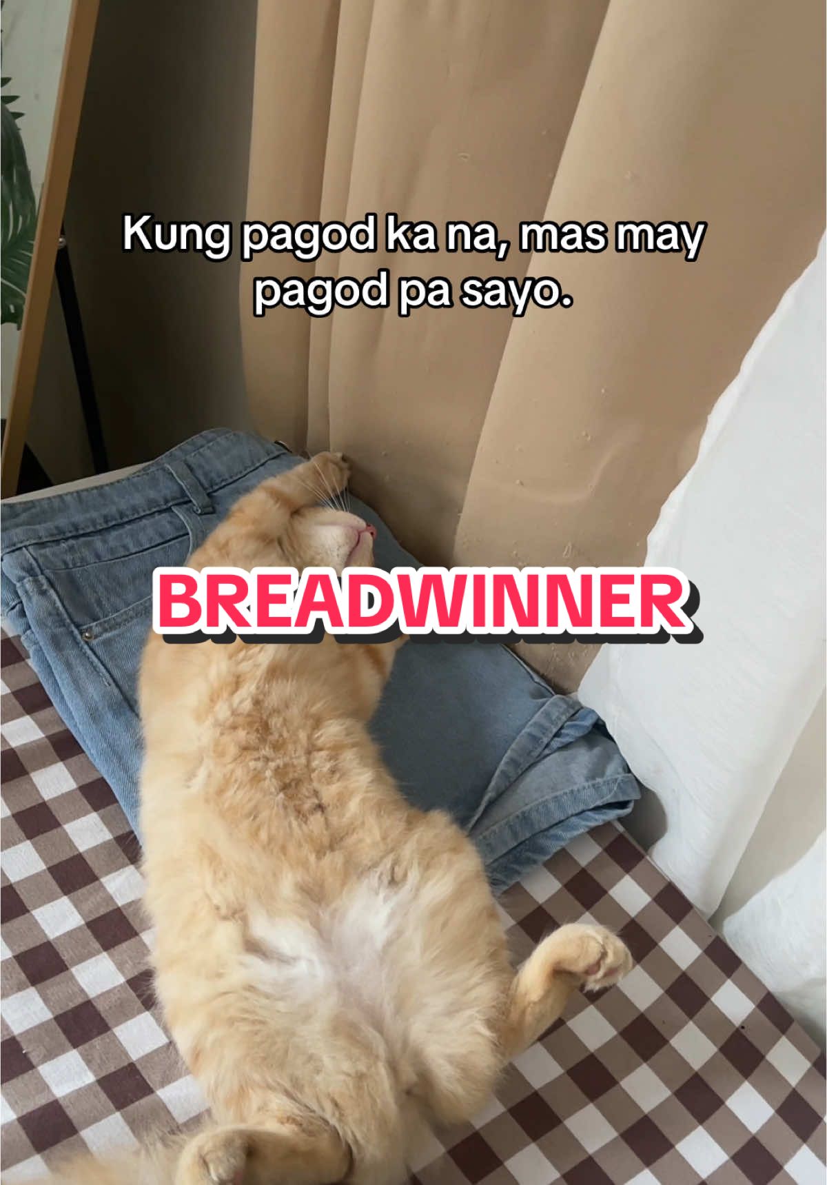 Pagod na pagod ang breadwinner ng pamilya😼 #catsoftiktok 