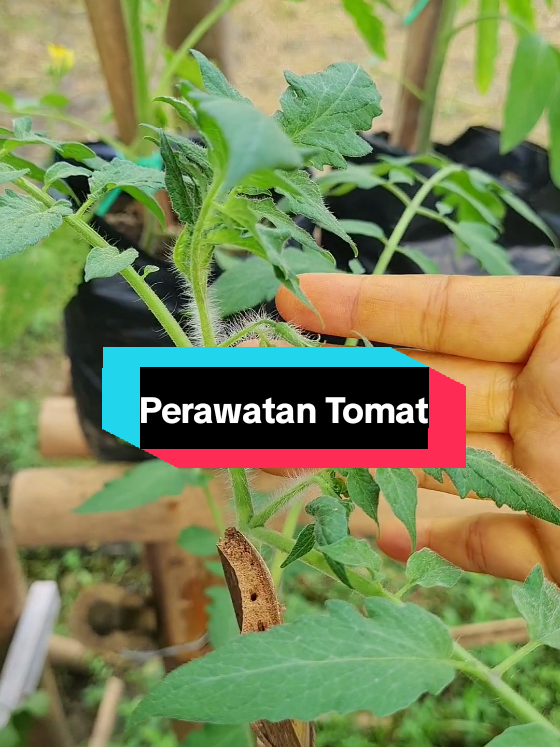 Salah satu perawatan Tomat #berkebun #berkebundirumahaja #gardening #gardenproject #tanamantomat 