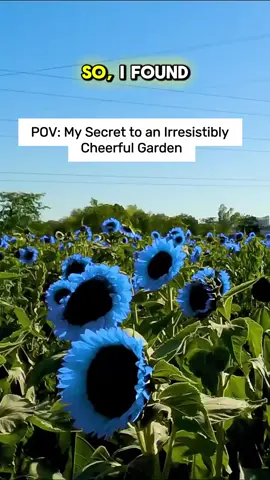 #sunflower #sunflowerseeds #bluesunflower #Garden #gardening #homegarden #tiktokshopyearendsale 