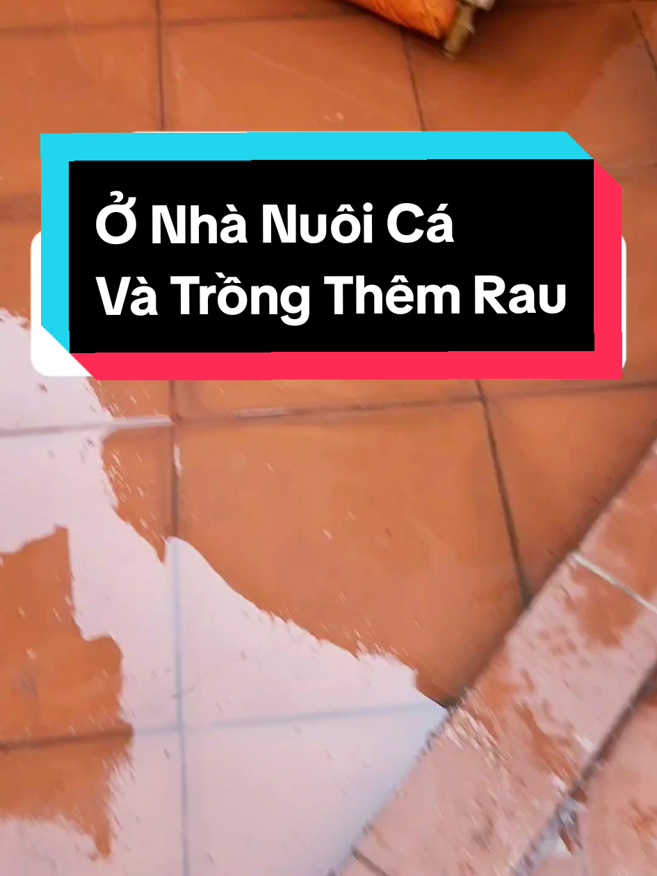 Ko Đi Câu Thì Ta Ở Nhà Ngắm Cá #xuhuongtiktok2024❤️🌈✔️ #caucagiaitri #caudai #caucatunhien #cauca 