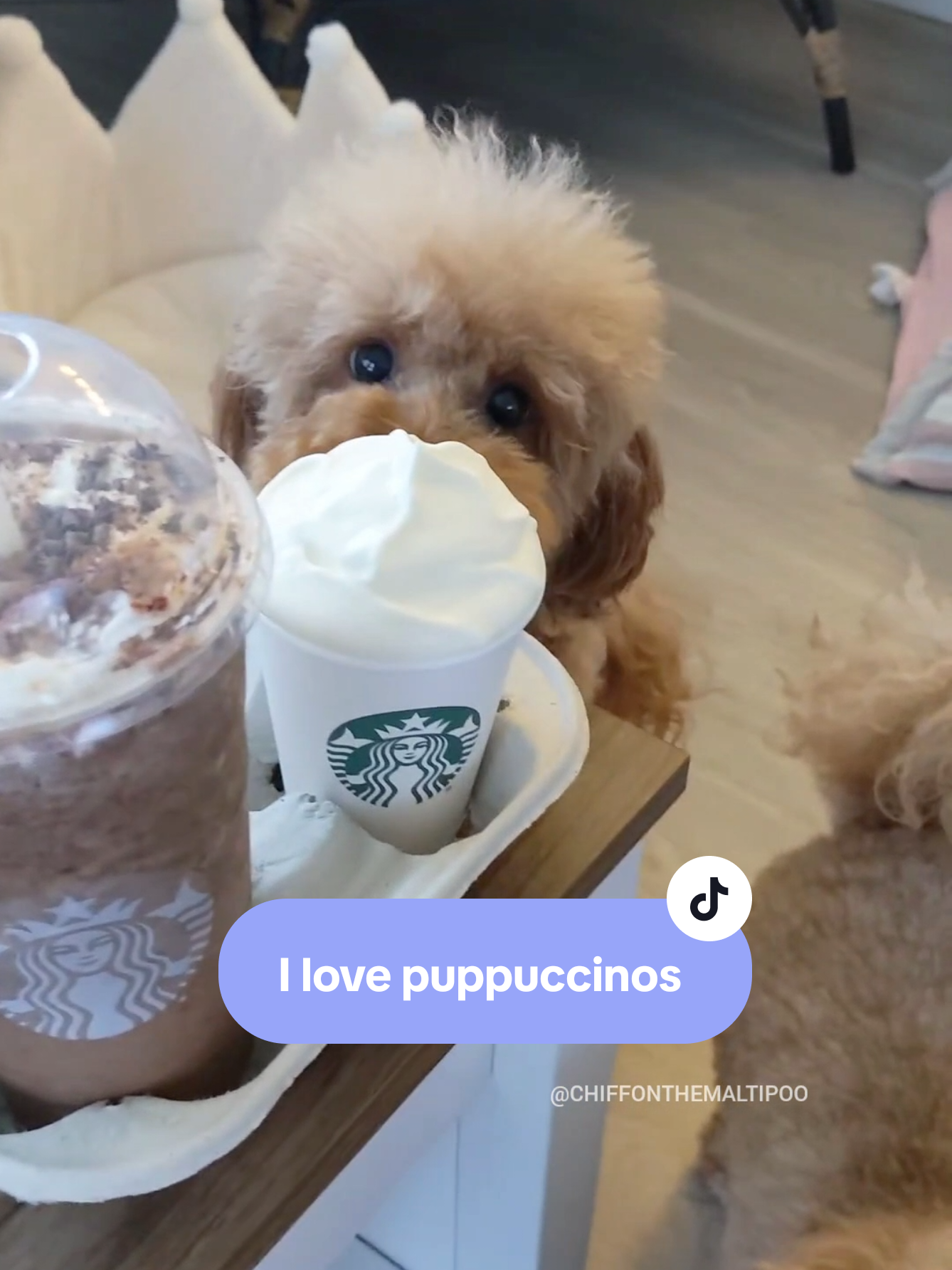 Only one! Puppuccinos are one of my favorite treats for special days~ Does your dog get one too? #dog #dogsoftiktok 