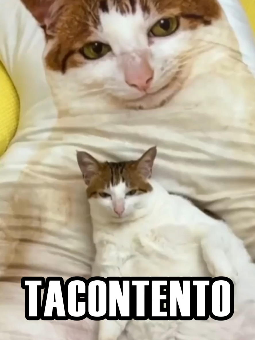 JAJAJAJAJAJAJJAJAJAJA #gatos #humor #chistes #risa 