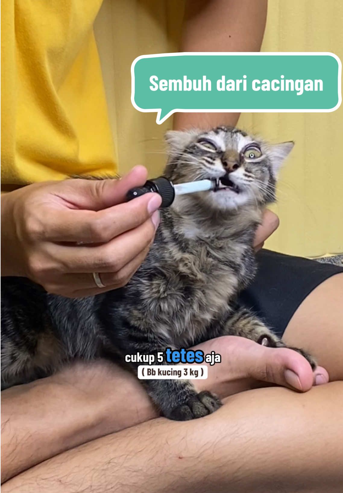 Emang bener Ga bisa disepelein ‼️ lebih berabe kalo kucing udah cacingan .. . . #kucingcacingan #obatcacingkucing #ocing #ocingholycatlabs #fyp #viral @Holycatlabs.id #holycatlabsid #obatcacingtetes 