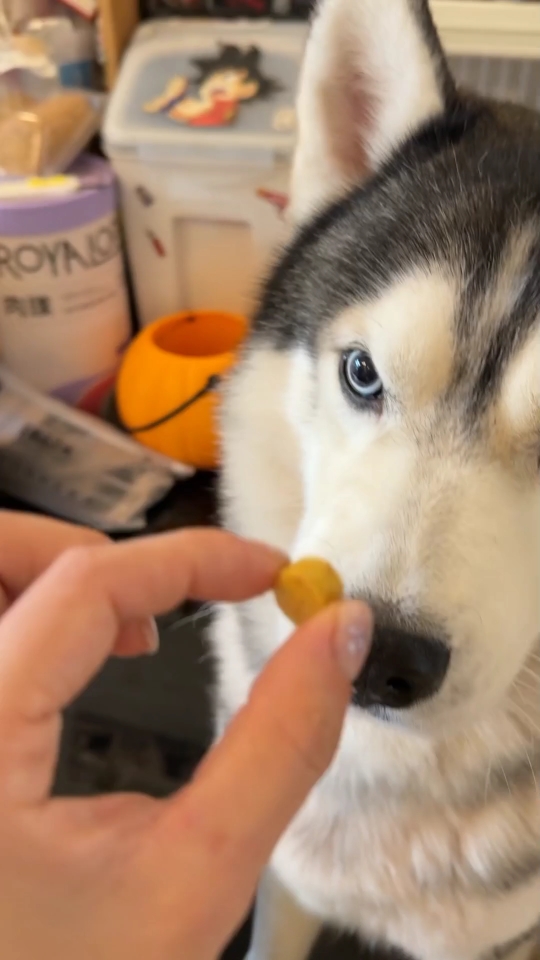 What we are sharing today are dog snacks #fyp #parrot #dogs #cute #animals 